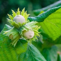 American Hazelnut Filbert -Garden-Plants American Hazelnut 5 FGT