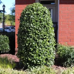 Greenleaf American Holly Shrub -Garden-Plants American Holly Greenleaf 6 FGT