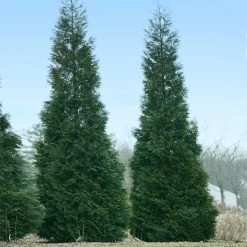Full Speed A Hedge® American Pillar Arborvitae -Garden-Plants American Pillar Arborvitae 1
