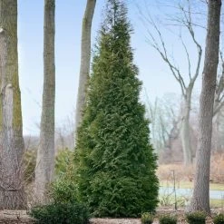 Full Speed A Hedge® American Pillar Arborvitae -Garden-Plants American Pillar Arborvitae 2
