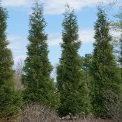 Full Speed A Hedge® American Pillar Arborvitae -Garden-Plants American Pillar Arborvitae 3