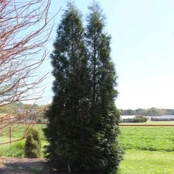 Full Speed A Hedge® American Pillar Arborvitae -Garden-Plants American Pillar Arborvitae 5 FGT