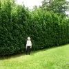 Full Speed A Hedge® American Pillar Arborvitae -Garden-Plants American Pillar Arborvitae 600x600 15bd0c00 a879 48d7 a20e 597115f67062