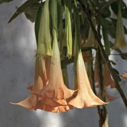 Peach Angel Trumpet -Garden-Plants Angel Trumpet Vine 1 FGT