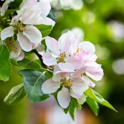 Anna Apple Tree -Garden-Plants Anna Apple 1 6ac817cf 0936 4957 bb7e 4a35df104b72