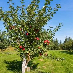 Anna Apple Tree -Garden-Plants Anna Apple 5 18fd1efa 6104 495b b124 94041e7fae48