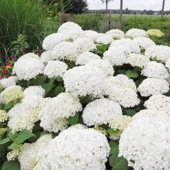 Annabelle Hydrangea Shrub 9 Annabelle Hydrangea Shrub -Garden-Plants Annabelle Hydrangea 1 FGT