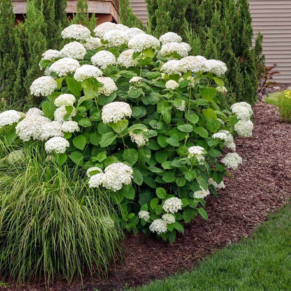 Annabelle Hydrangea Shrub 4 Annabelle Hydrangea Shrub - Image 2