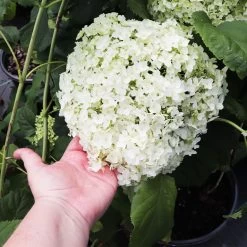 Annabelle Hydrangea Shrub 10 Annabelle Hydrangea Shrub -Garden-Plants Annabelle Hydrangea 3