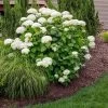 Annabelle Hydrangea Shrub 1 Annabelle Hydrangea Shrub -Garden-Plants Annabelle Hydrangea FGT 600x600 a3d21665 a3bb 4898 b22d a5d51cf51abe