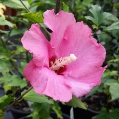 Aphrodite Rose Of Sharon Althea Shrub -Garden-Plants Aphrodite Rose of Sharon 1