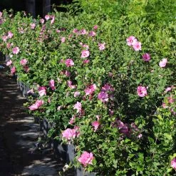 Aphrodite Rose Of Sharon Althea Shrub -Garden-Plants Aphrodite Rose of Sharon 6 FGT