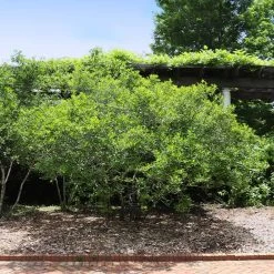 Apollo Winterberry Holly Shrub -Garden-Plants Apollo WInterberry 2