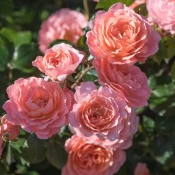 Apricot Drift® Rose -Garden-Plants Apricot Drift Rose 2