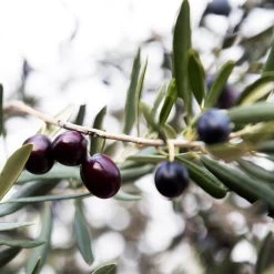 Arbequina Olive Tree - USDA Organic -Garden-Plants Arbequina Olive 2 FGT 59db1ad0 ae94 44e8 a3fd ed29b67f0ba4