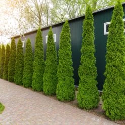 Degroot's Spire Thuja Arborvitae Tree -Garden-Plants Arborvitae degroots Spire 6 FGT