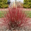 Arctic Fire® Red Twig Dogwood 2 Arctic Fire® Red Twig Dogwood -Garden-Plants Arctic Fire Twig Dogwood FGT 600x600 b778e302 da34 46ed 927d 499b6bb85276