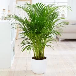 Boho House Plant Kit -Garden-Plants Areca Palm 4 FGT fcbe875e 49cd 4b51 b093 6501553ebaf3