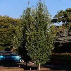 Armstrong Gold® Maple -Garden-Plants Armstrong Gold 3