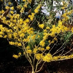 Arnold Promise Witch Hazel Shrub -Garden-Plants Arnold Witch Hazel 5