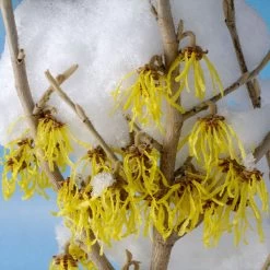 Arnold Promise Witch Hazel Shrub