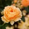 At Last® Rose -Garden-Plants At Last Rose FGT 600x600 33005dce 3ead 40af 986d 6c383c692078