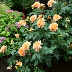 At Last® Rose -Garden-Plants At Last Rose4
