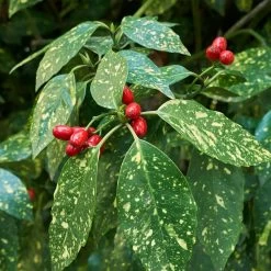 Japanese Gold Dust Aucuba Shrub -Garden-Plants Aucuba Japonica Gold Dust 2 FGT