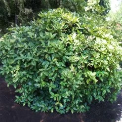 Japanese Gold Dust Aucuba Shrub