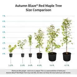 Autumn Blaze® Red Maple Tree -Garden-Plants Autumn Blaze Red Maple Size Comparison ugc test