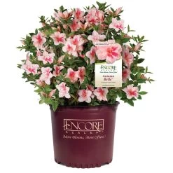 Autumn Belle® Encore® Azalea Shrub -Garden-Plants Autumn Belle Encore Azalea 1