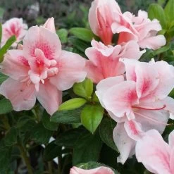 Autumn Belle® Encore® Azalea Shrub -Garden-Plants Autumn Belle Encore Azalea FGT 3