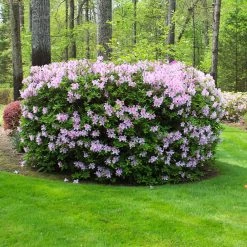 Autumn Belle® Encore® Azalea Shrub -Garden-Plants Autumn Belle Encore Azalea FGT 5