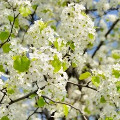 Autumn Blaze Flowering Pear Tree 9 Autumn Blaze Flowering Pear Tree -Garden-Plants Autumn Blaze Flowering Pear 2