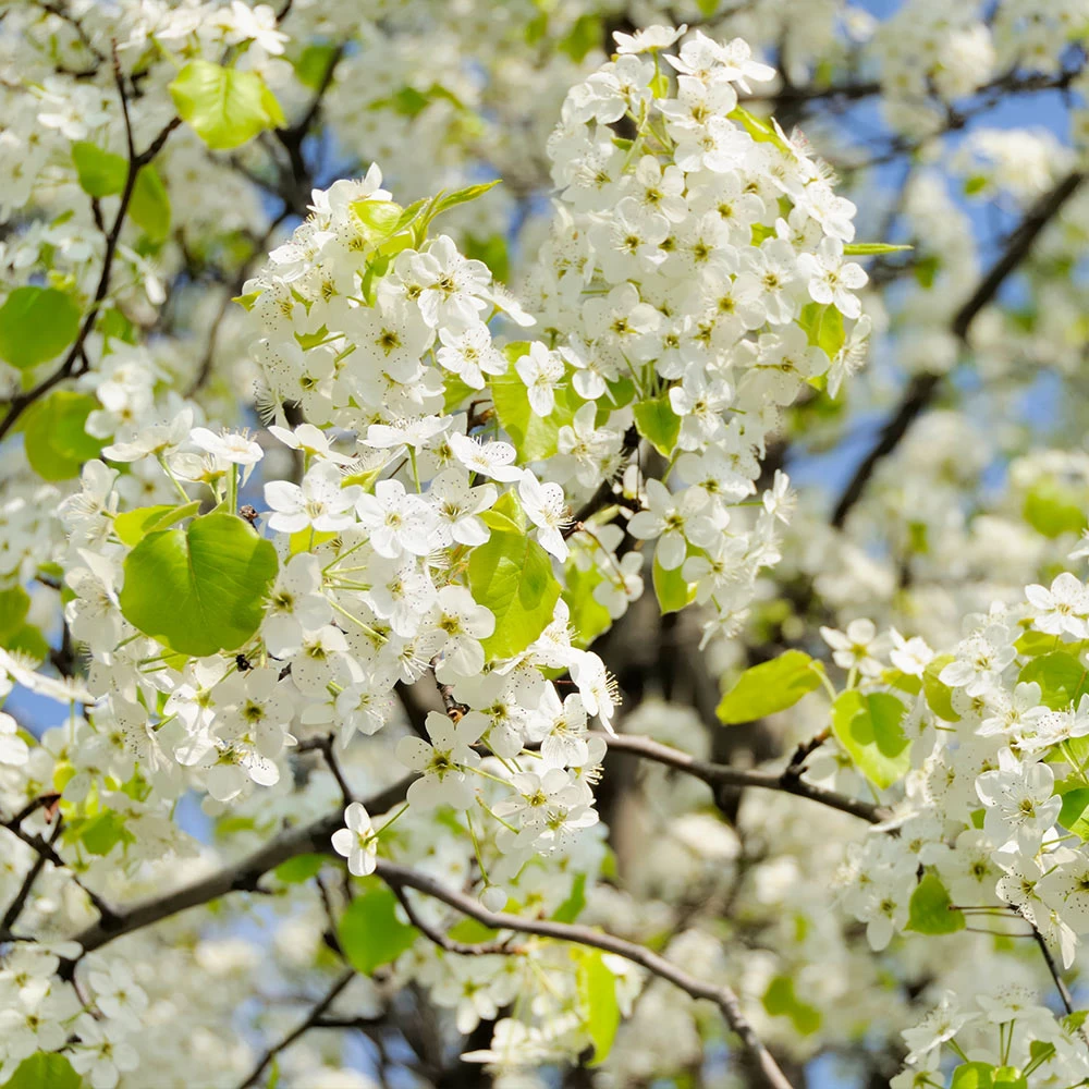 Autumn Blaze Flowering Pear Tree 5 Autumn Blaze Flowering Pear Tree - Image 3