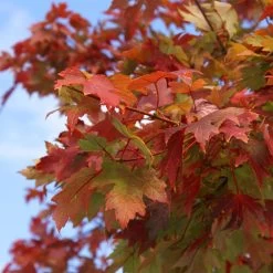 Autumn Blaze® Red Maple Tree -Garden-Plants Autumn Blaze Maple 1 FGT 02e73945 a16c 4061 b9a0 6b4cb44f5bb6