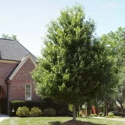 Autumn Blaze® Red Maple Tree -Garden-Plants Autumn Blaze Maple 2 FGT