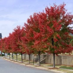 Autumn Blaze® Red Maple Tree -Garden-Plants Autumn Blaze Maple 3 FGT