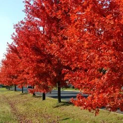 Autumn Blaze® Red Maple Tree -Garden-Plants Autumn Blaze Maple FGT