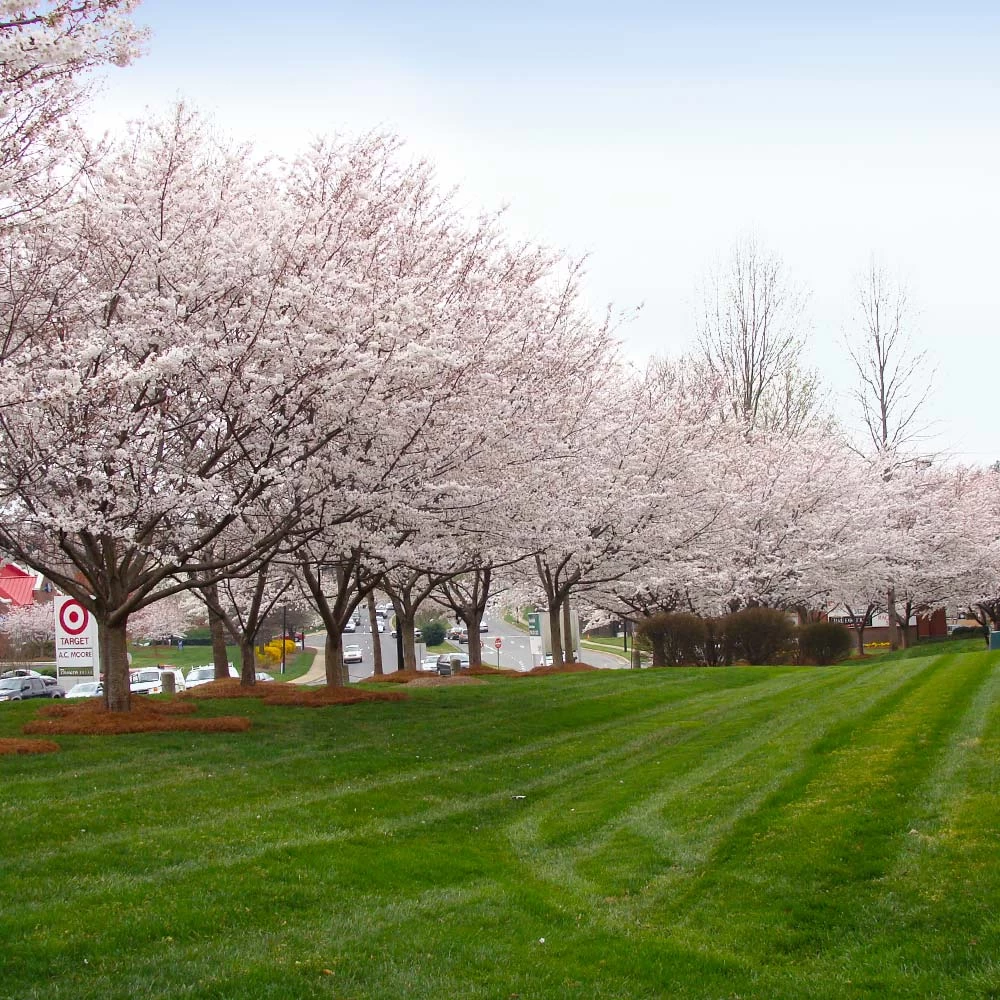 Autumn Cherry Tree 7 Autumn Cherry Tree - Image 5