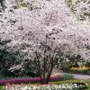 Autumn Cherry Tree -Garden-Plants Autumn Cherry FGT 600x600 0a00e24a 5b3d 4b30 baff 43950c877f56