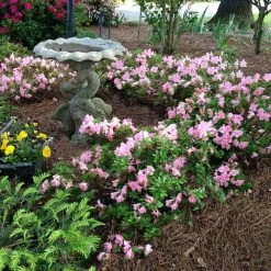 Autumn Debutante® Encore® Azalea -Garden-Plants Autumn Debutante Encore 1
