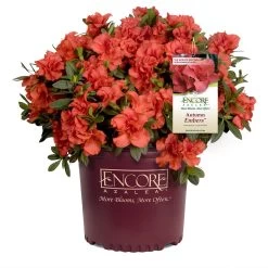 Autumn Embers® Encore® Azalea -Garden-Plants Autumn Embers Azalea 1
