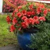 Autumn Embers® Encore® Azalea -Garden-Plants Autumn Embers Azalea FGT 600x600 89194cf0 8541 403d b70c 9539b09909d4