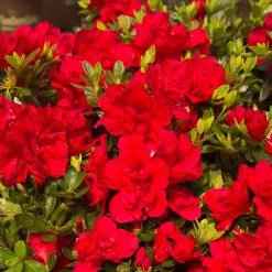 Autumn Bonfire® Encore® Azalea -Garden-Plants Autumn Encore Bonfire Azaleas 1