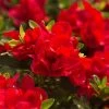 Autumn Bonfire® Encore® Azalea -Garden-Plants Autumn Encore Bonfire Azaleas FGT 600x600 147cd5f8 8f45 4bd9 8912 f2d9ab08b90f