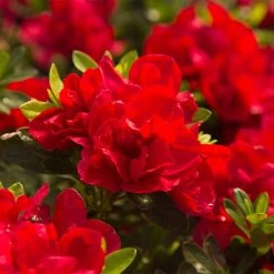 Autumn Bonfire® Encore® Azalea