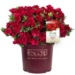 Autumn Fire® Encore® Azalea Shrub -Garden-Plants Autumn Fire Encore Azalea 1