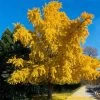 Autumn Gold Ginkgo Tree -Garden-Plants Autumn Gold Ginkgo Biloba FGT 600x600 c5e614ed b912 42be 88d8 3707ca840882
