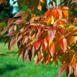 Autumn Purple Ash Tree -Garden-Plants Autumn Purple ash 5